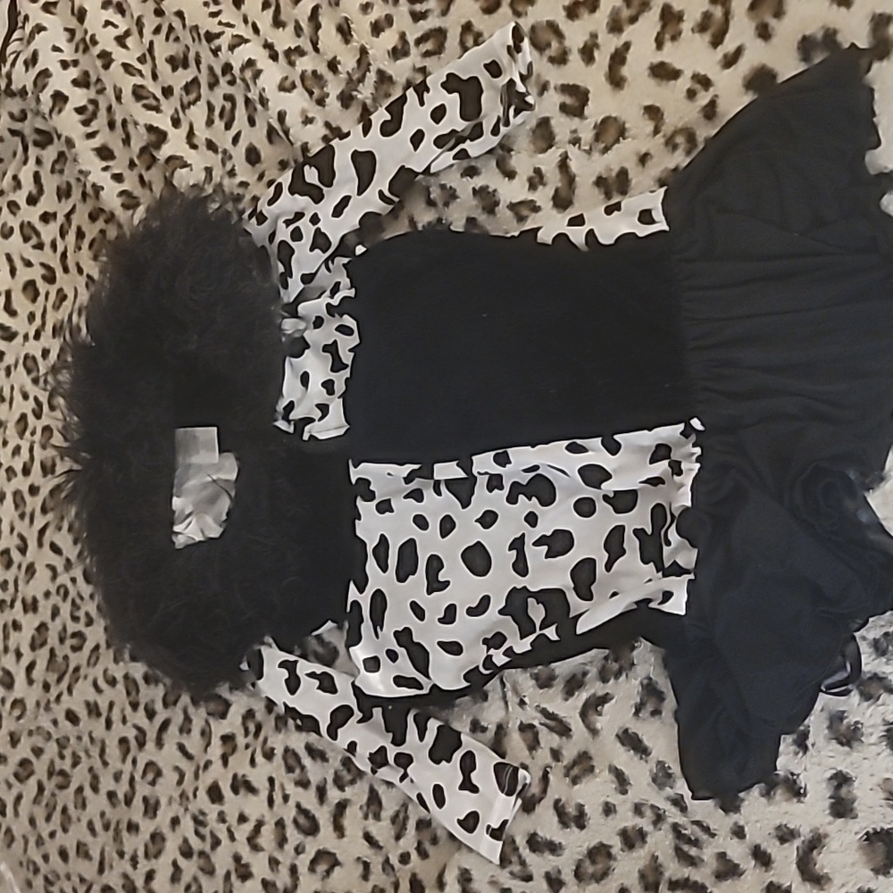 Dalmatian Diva